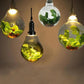 Dax - Garden Globe Pendant Light
