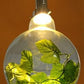 Dax - Garden Globe Pendant Light